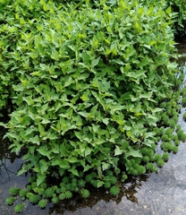 Persicaria thunbergii