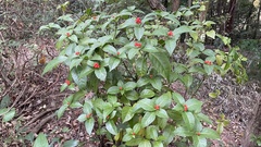 Sarcandra glabra