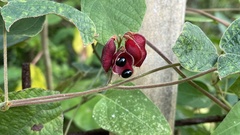 Rhynchosia volubilis