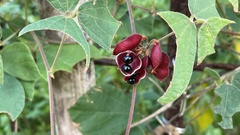 Rhynchosia volubilis