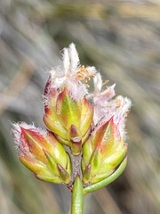 Lachnaea marlothii