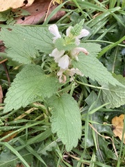 Lamium album