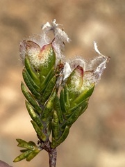 Lachnaea marlothii