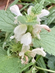 Lamium album