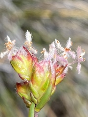 Lachnaea marlothii