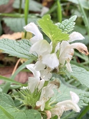 Lamium album