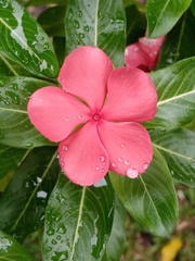 Catharanthus roseus