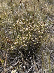 Lachnaea marlothii
