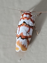 Cyana perornata