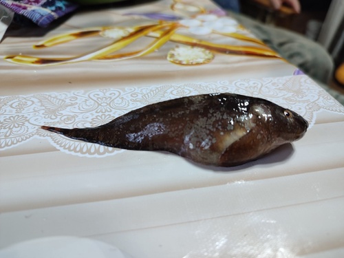 Common Seasnail, Приморский р-н, Архангельская обл., Россия, photo 5 of 10