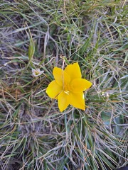 Zephyranthes filifolia