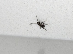 Periplaneta fuliginosa