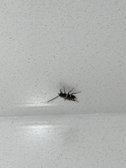 Periplaneta fuliginosa