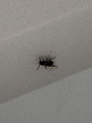 Periplaneta fuliginosa