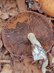 Cortinarius infractus