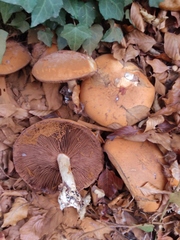 Cortinarius infractus