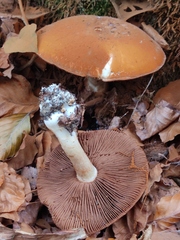 Cortinarius infractus