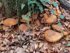 Cortinarius infractus