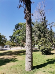 Grevillea robusta