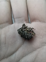 Ectatorhinus adamsii