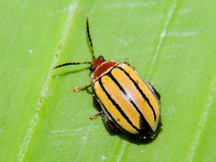 Kuschelina tenuilineata