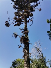 Grevillea robusta