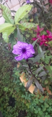 Ruellia simplex