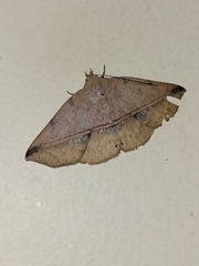 Ugia sundana
