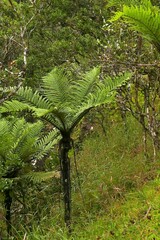 Cyathea cunninghamii