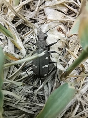 Cicindela gemmata