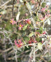 Gloveria integrifolia