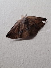 Ugia sundana