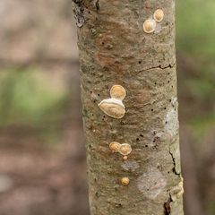 Steccherinum nitidum