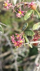 Gloveria integrifolia