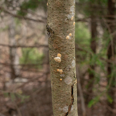 Steccherinum nitidum