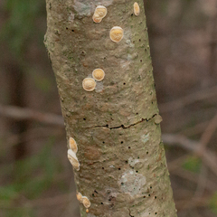 Steccherinum nitidum