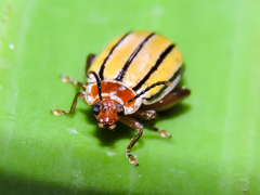 Kuschelina tenuilineata