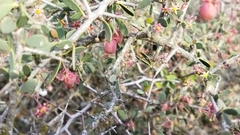Gloveria integrifolia