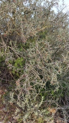 Gloveria integrifolia