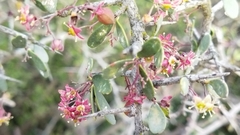 Gloveria integrifolia