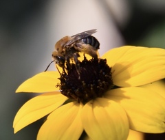 Melissodes trinodis
