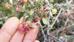 Gloveria integrifolia