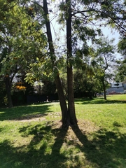 Grevillea