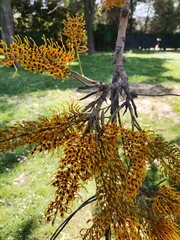 Grevillea