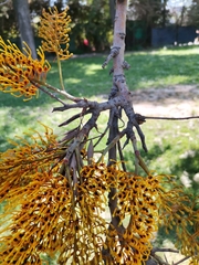 Grevillea