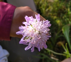 Knautia dipsacifolia