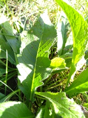 Knautia dipsacifolia