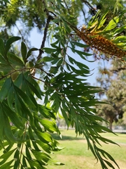 Grevillea