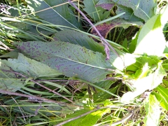 Knautia dipsacifolia