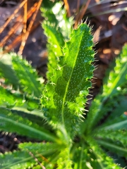Cirsium repandum